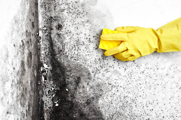 Best Biohazard Mold Removal  in Menomonee Falls, WI