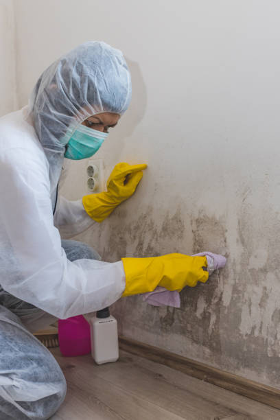 Best Attic Mold Removal  in Menomonee Falls, WI