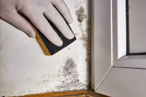 Best Asbestos and Lead Testing During Mold Inspection  in Menomonee Falls, WI